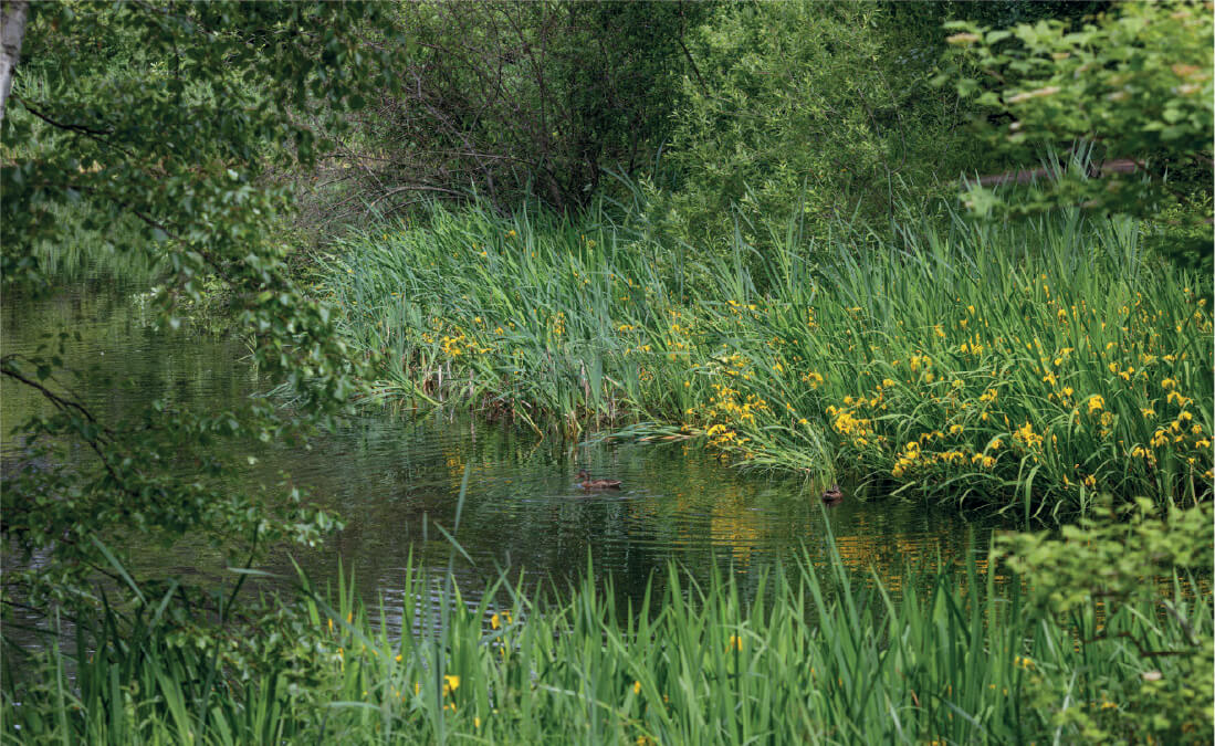 Pond with ducks