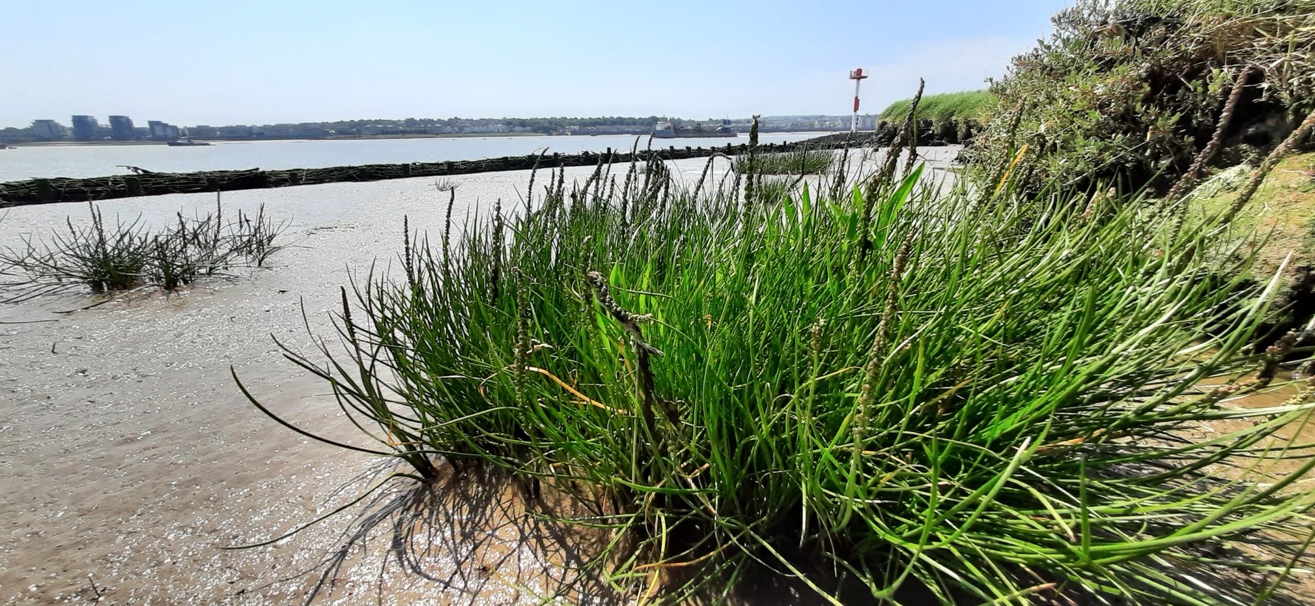 Arrowgrass