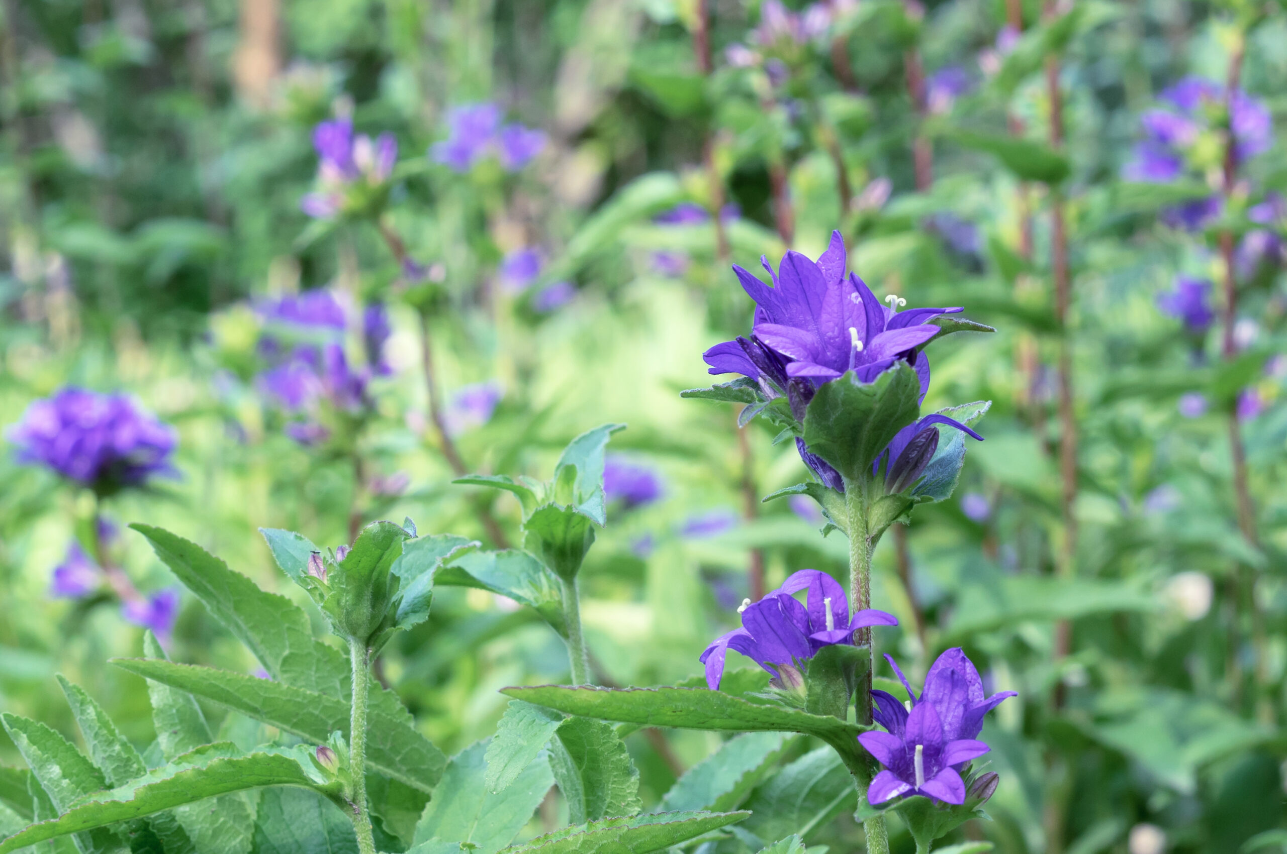 Campanula glomerata or bluebell blooms in the summer garden.