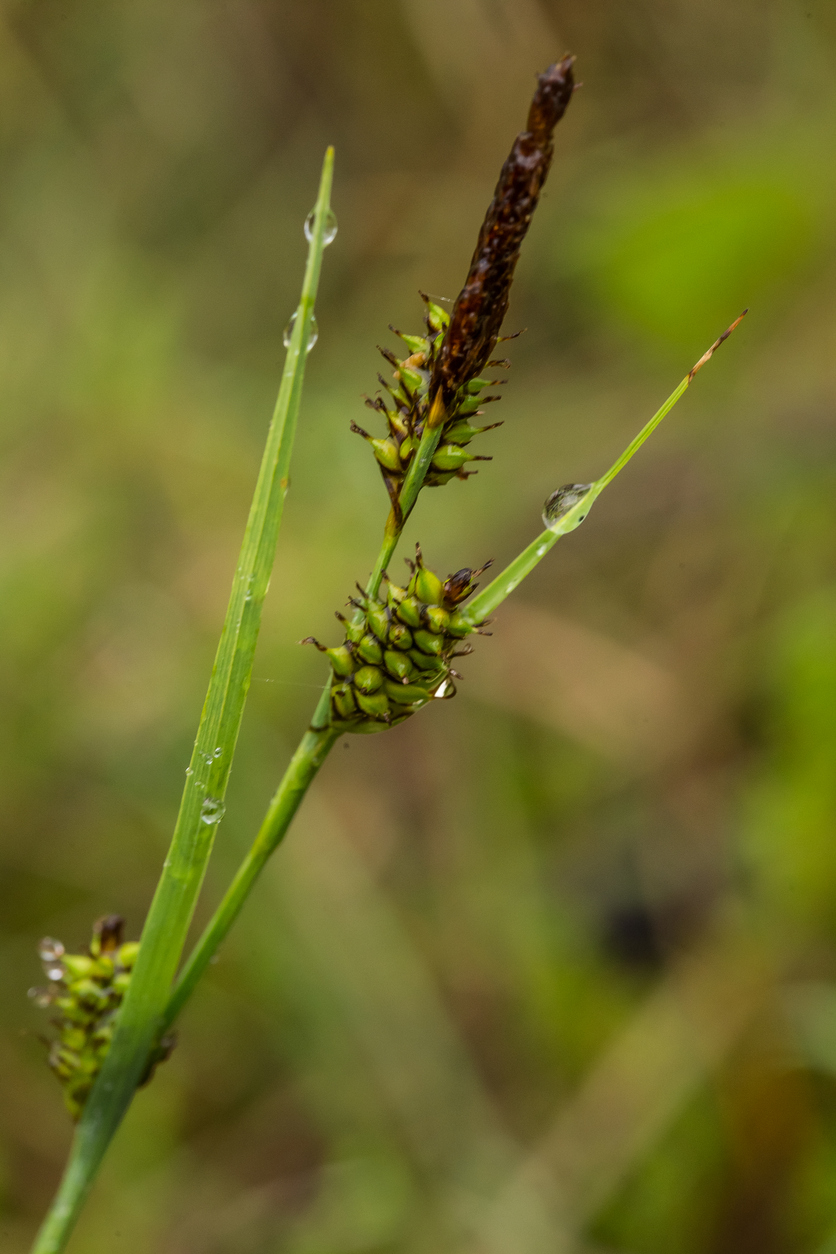 A beautiful sedges growing in a marsh after the rain in summer.