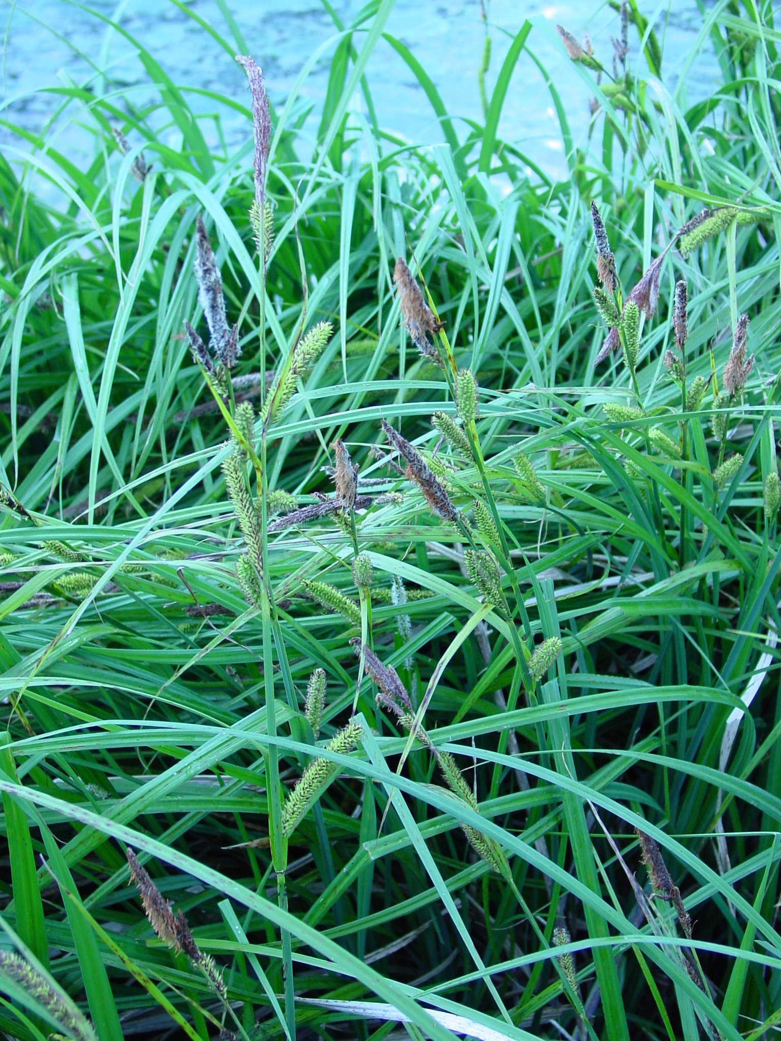Carex-riparia-1.jpg