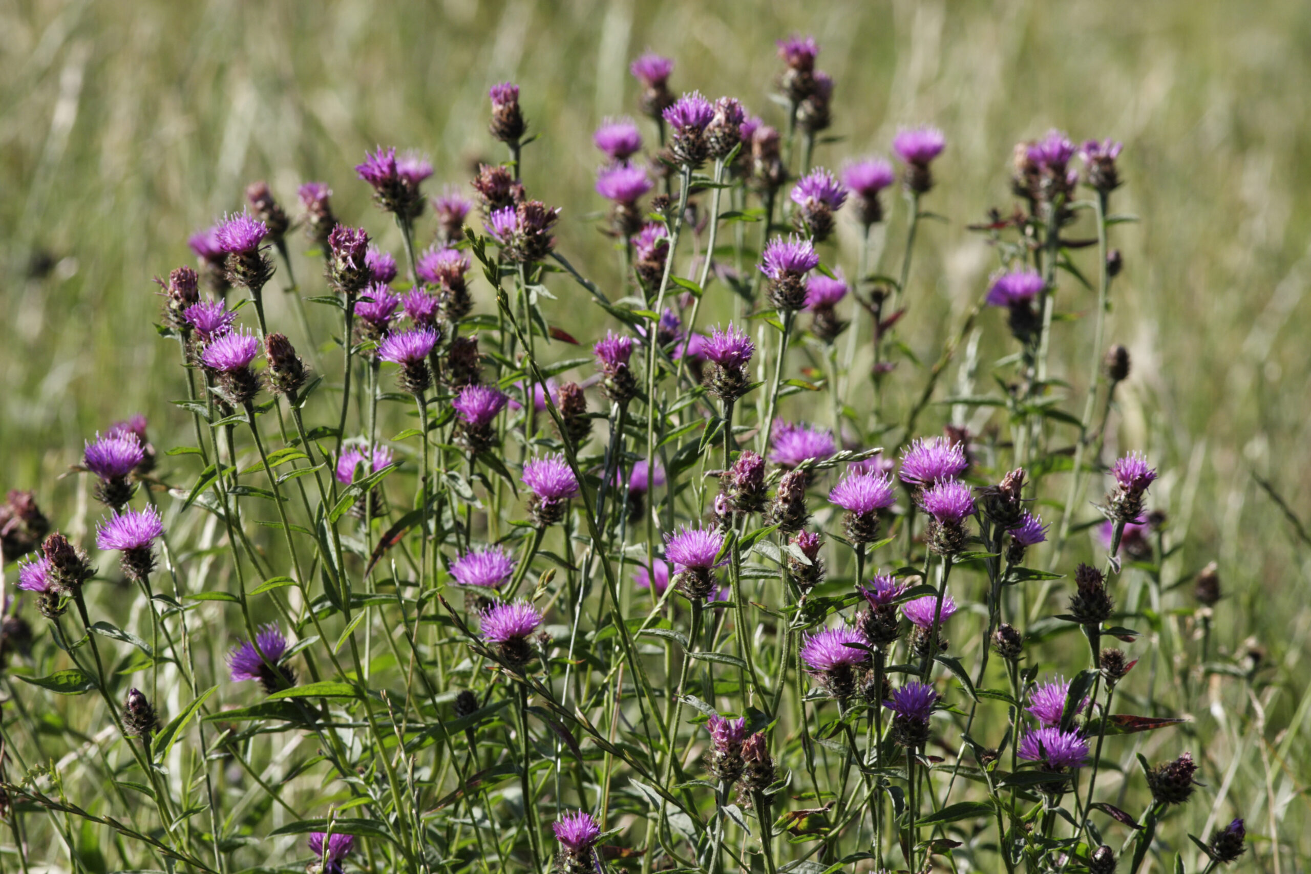 Black knapweed Centaurea nigra hardheads