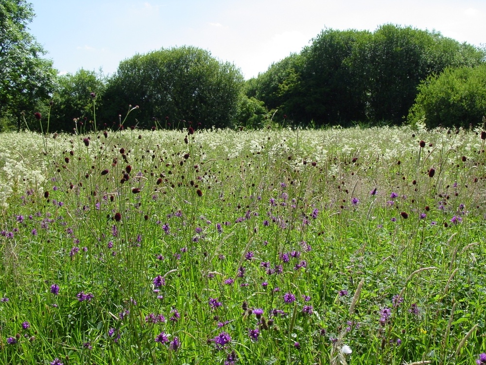 Country-Meadow-Wildflower-Mix.jpg