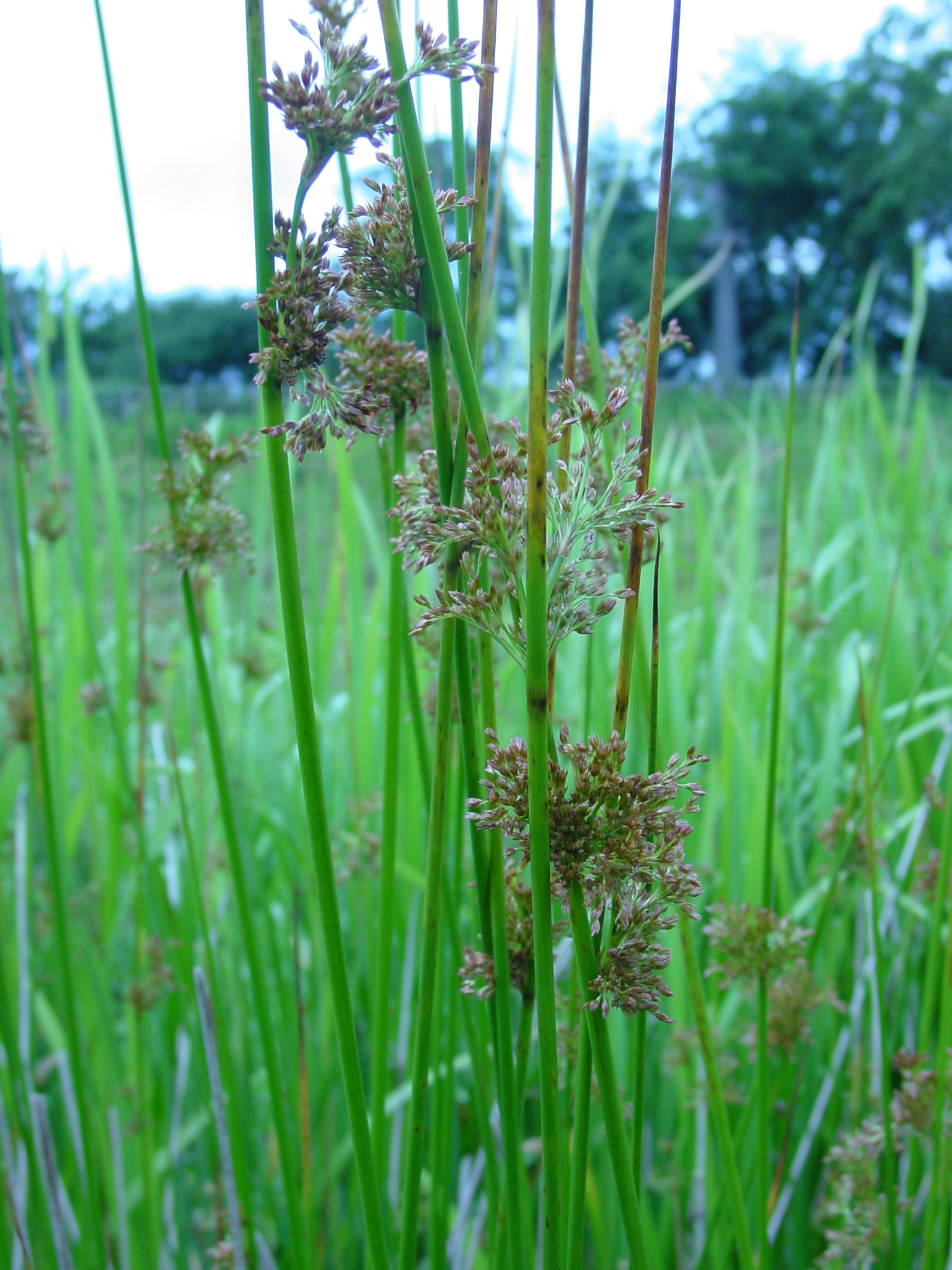 Juncus-effusus-soft-rush.jpg