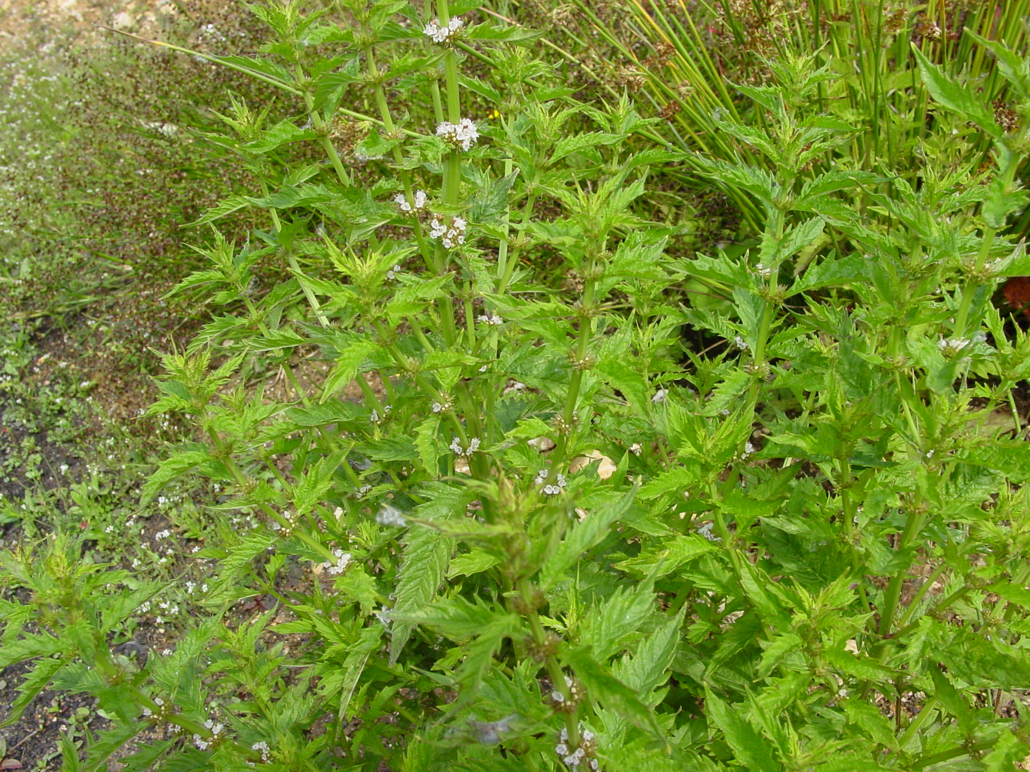 Lycopus-europaeus-gypsywort.jpg