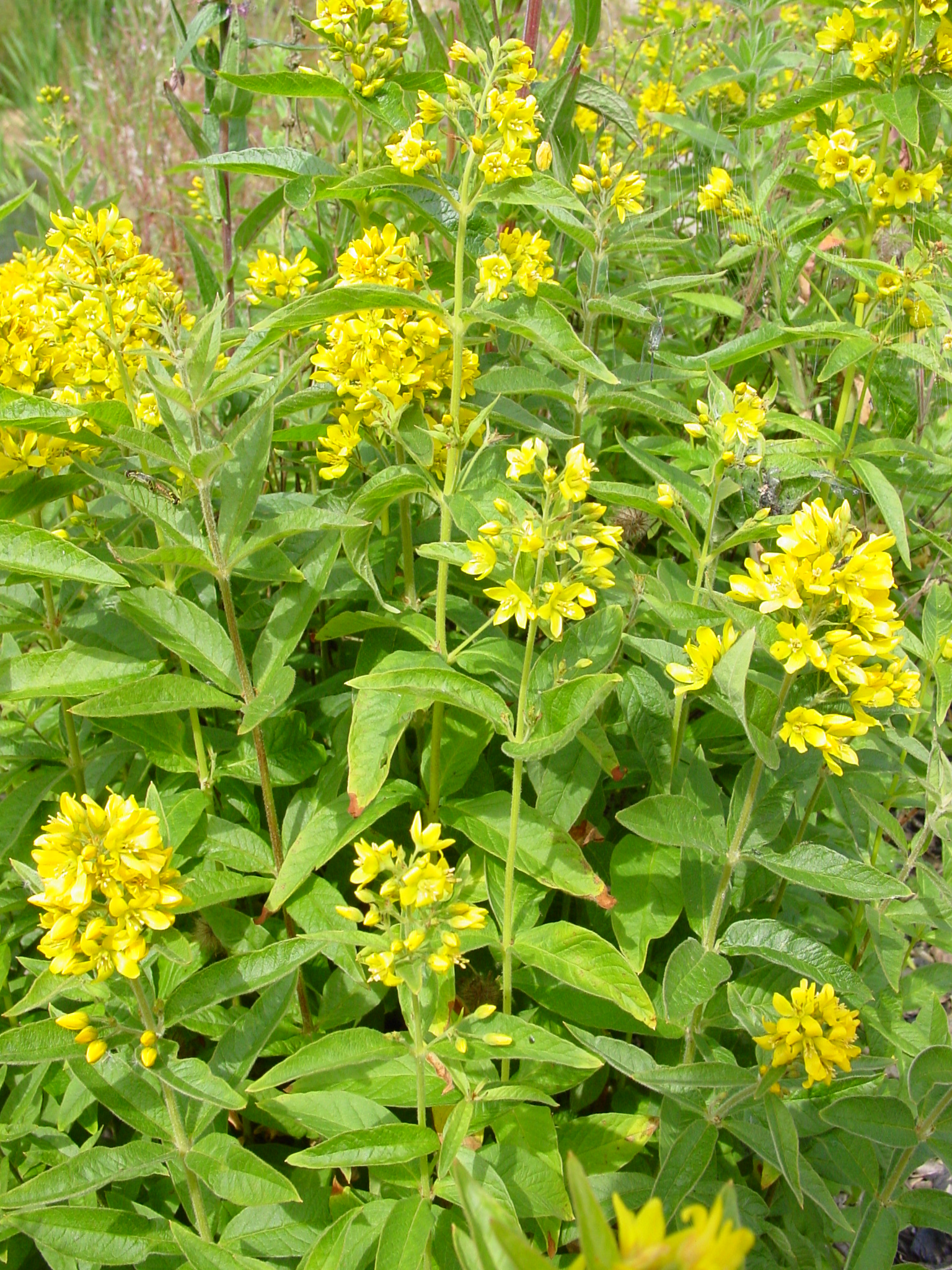 Lysimachia-vulgaris-yellow-loosestrife.jpg