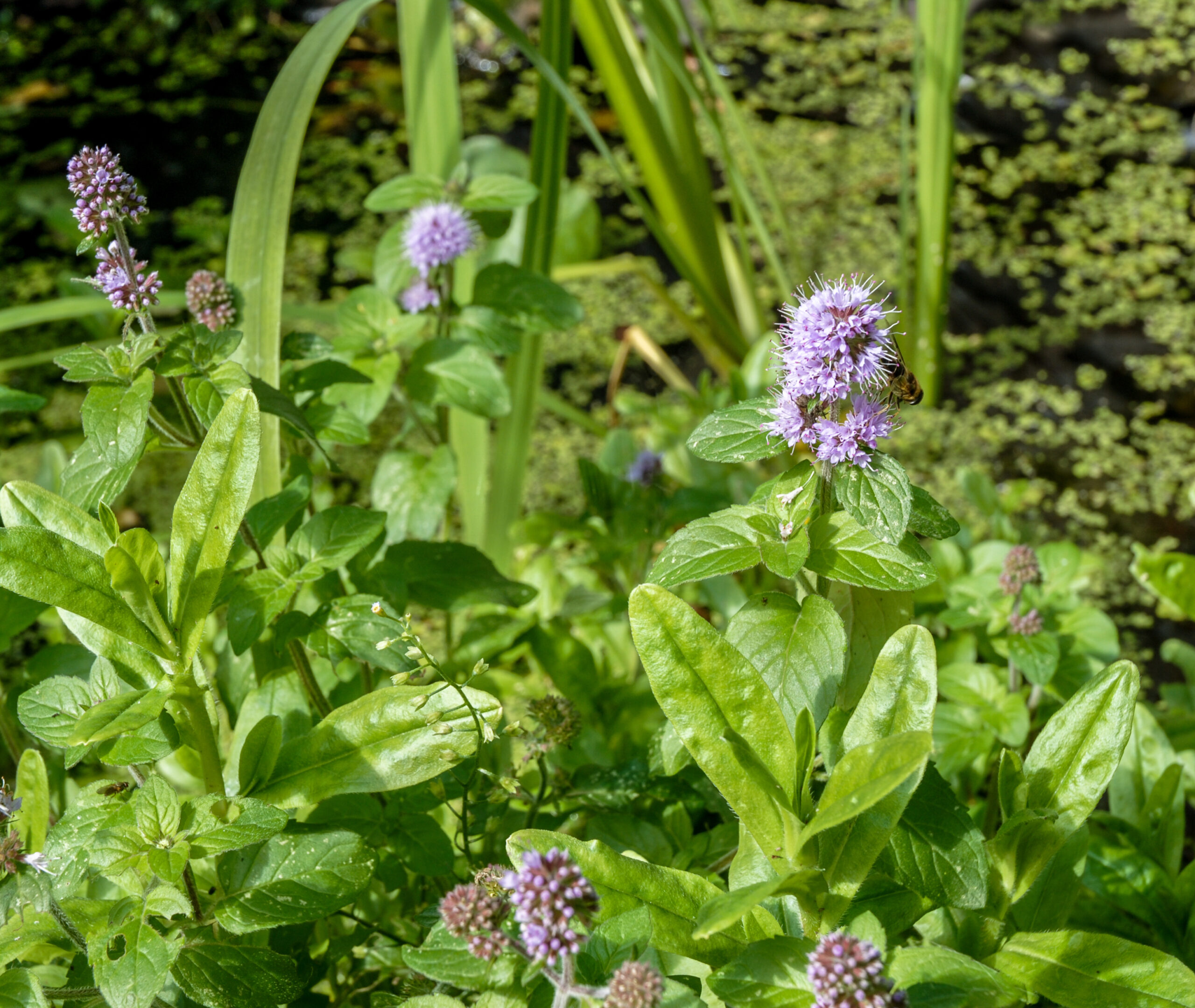 Water Mint