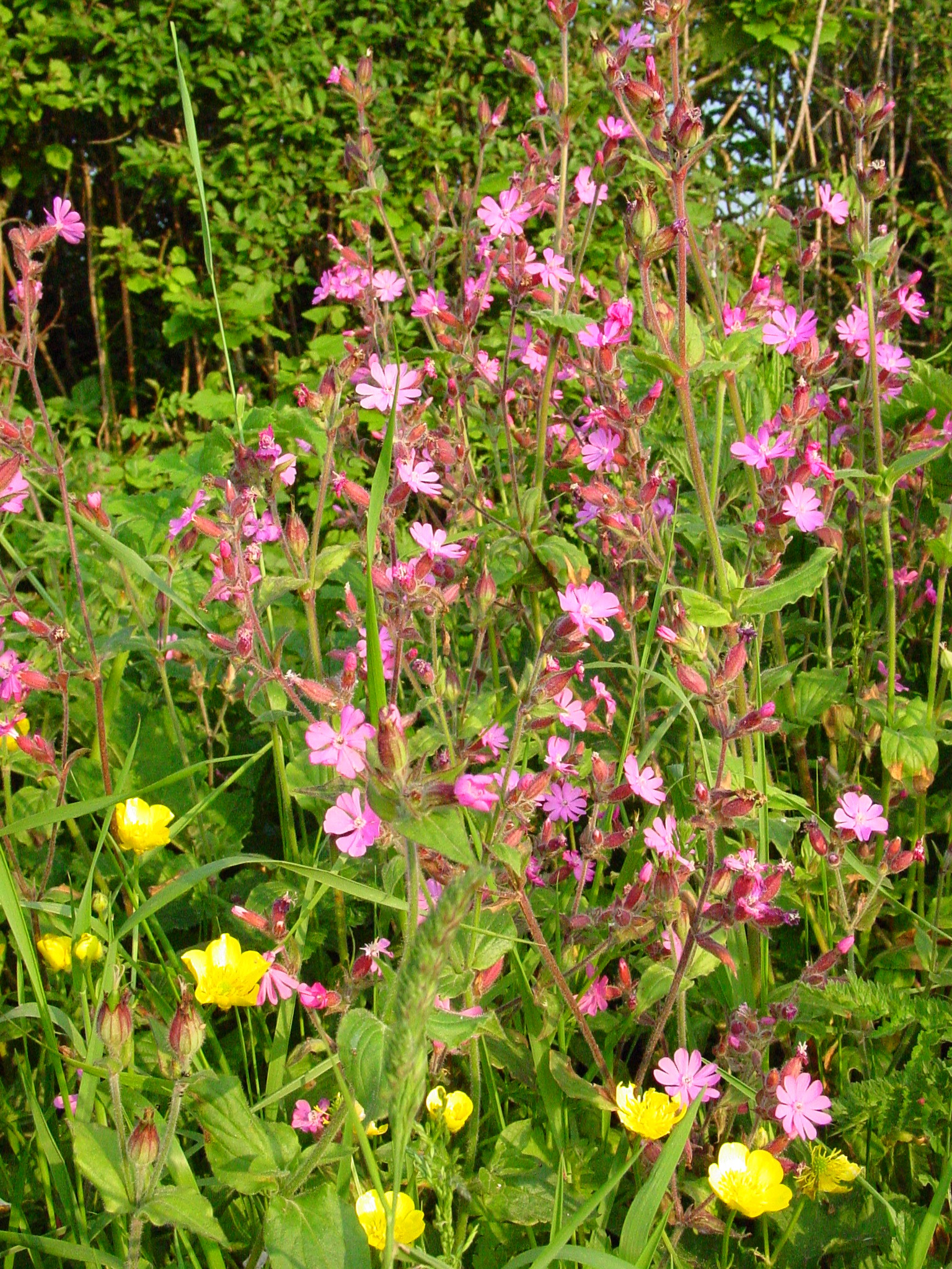 Silene-dioica-red-campion.jpg