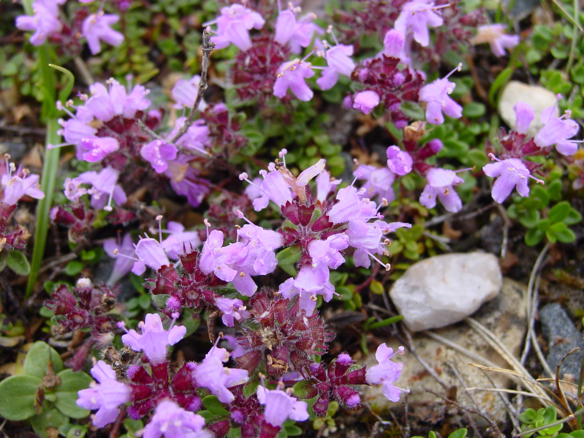 Thymus-polytrichus-wild-thyme.jpg