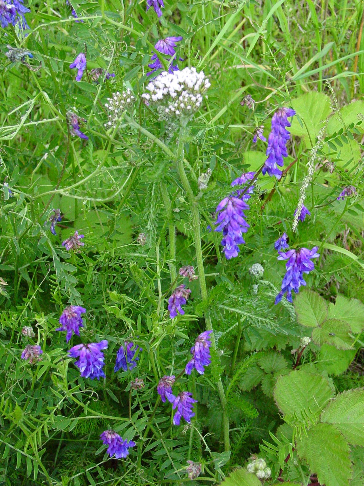 Vicia-cracca-tufted-vetch.jpg