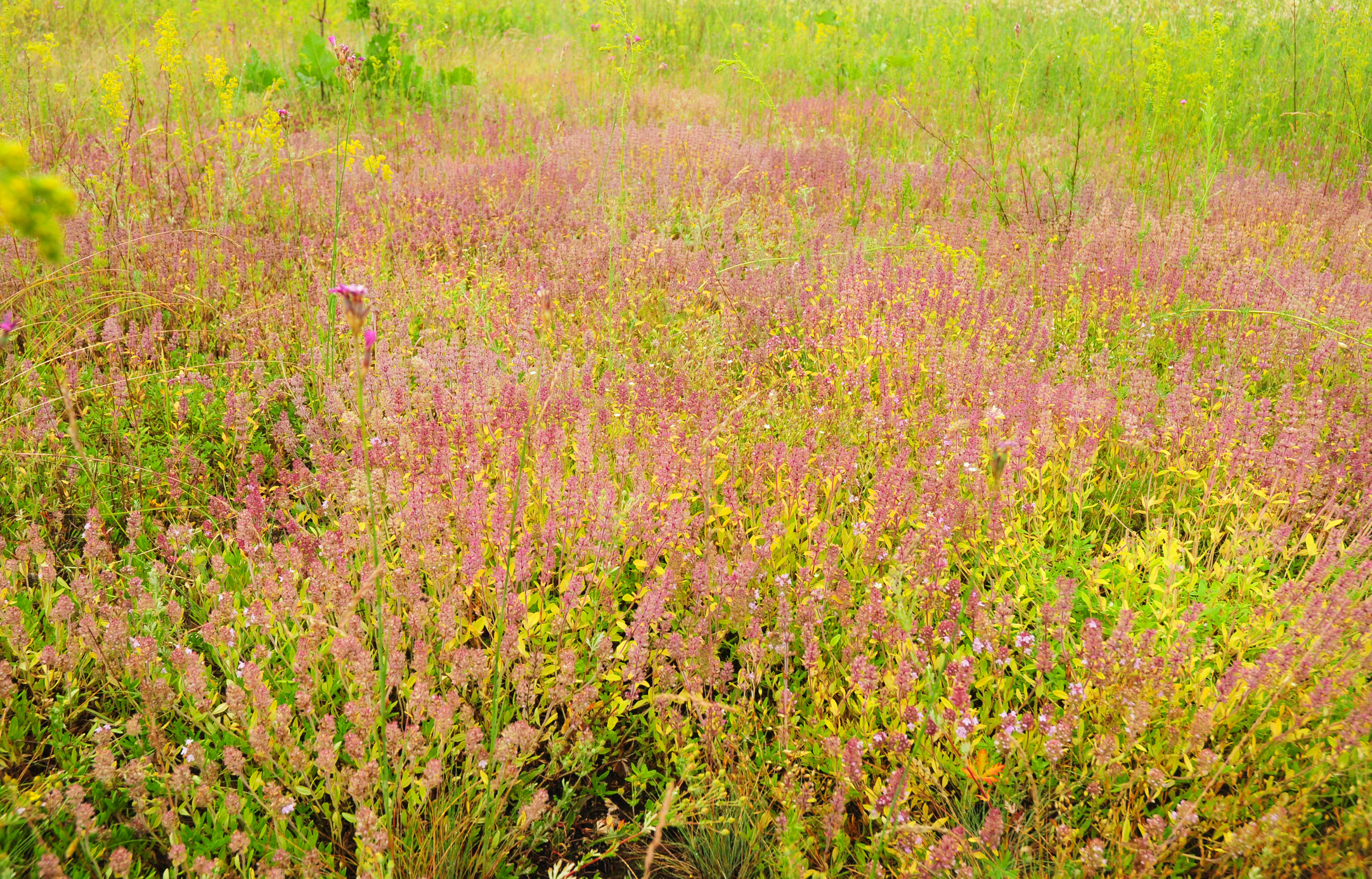 Thymus serpyllum, known as Breckland thyme, wild thyme or creeping thyme on the summer meadow
