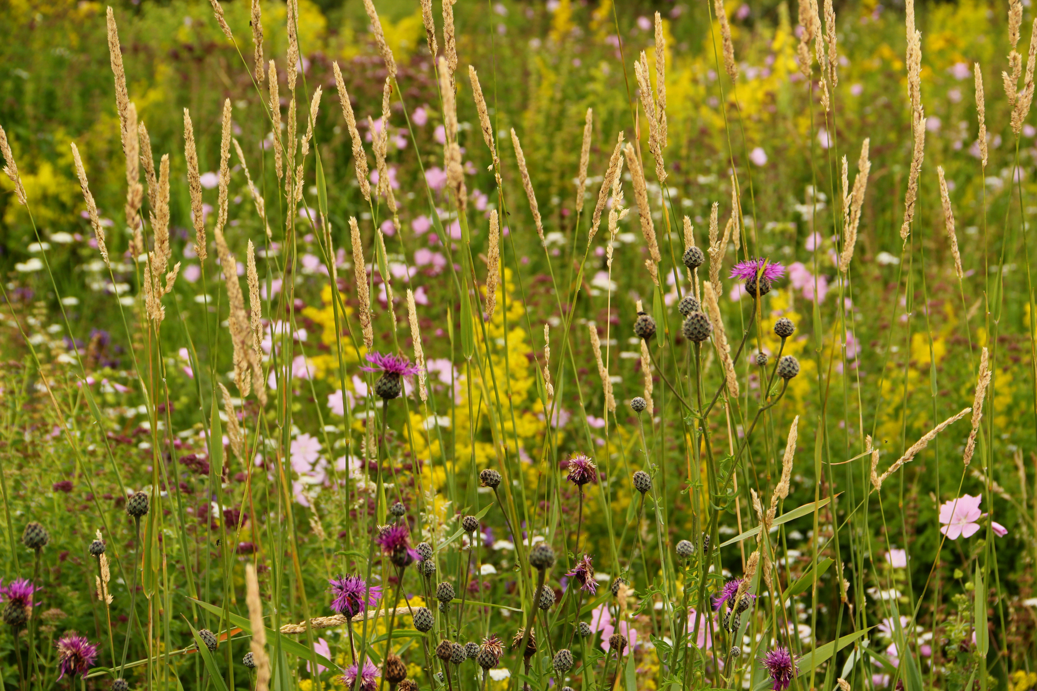 Wildflowers