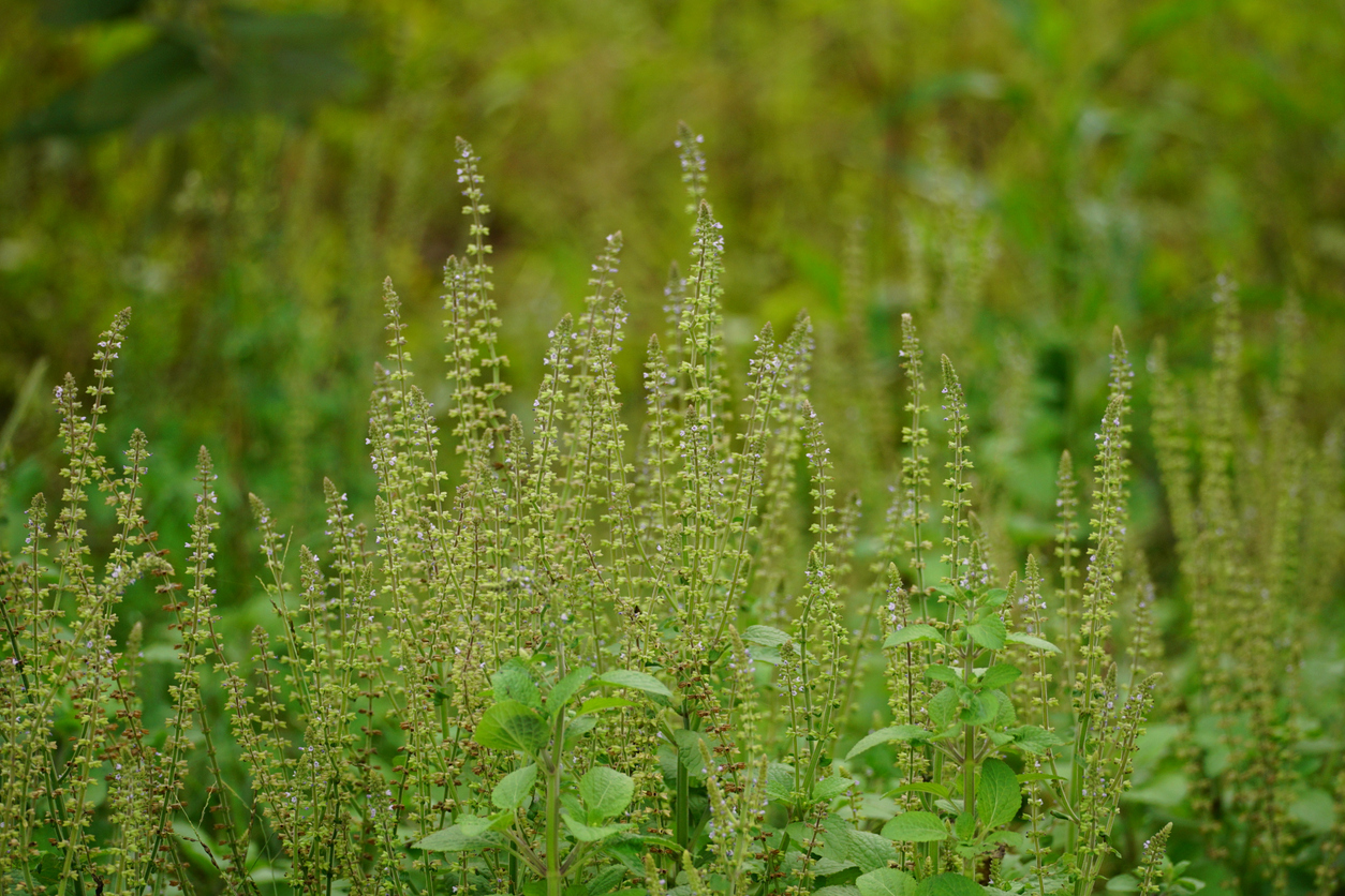 Close-up of Teucrium scorodonia flower