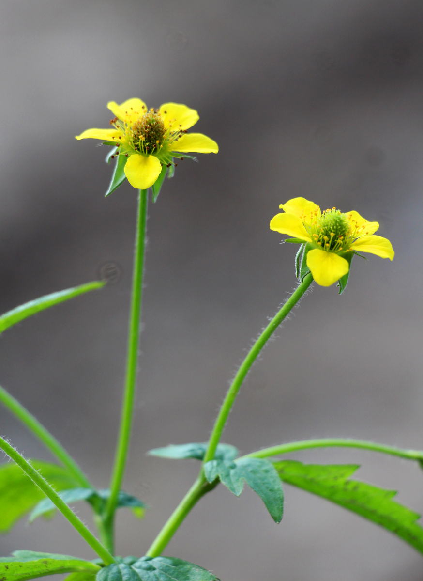 Geum urbanum grows in nature