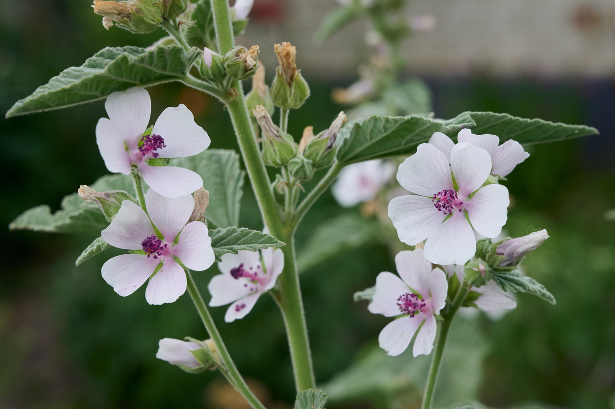 Marsh mallow summer flowers.