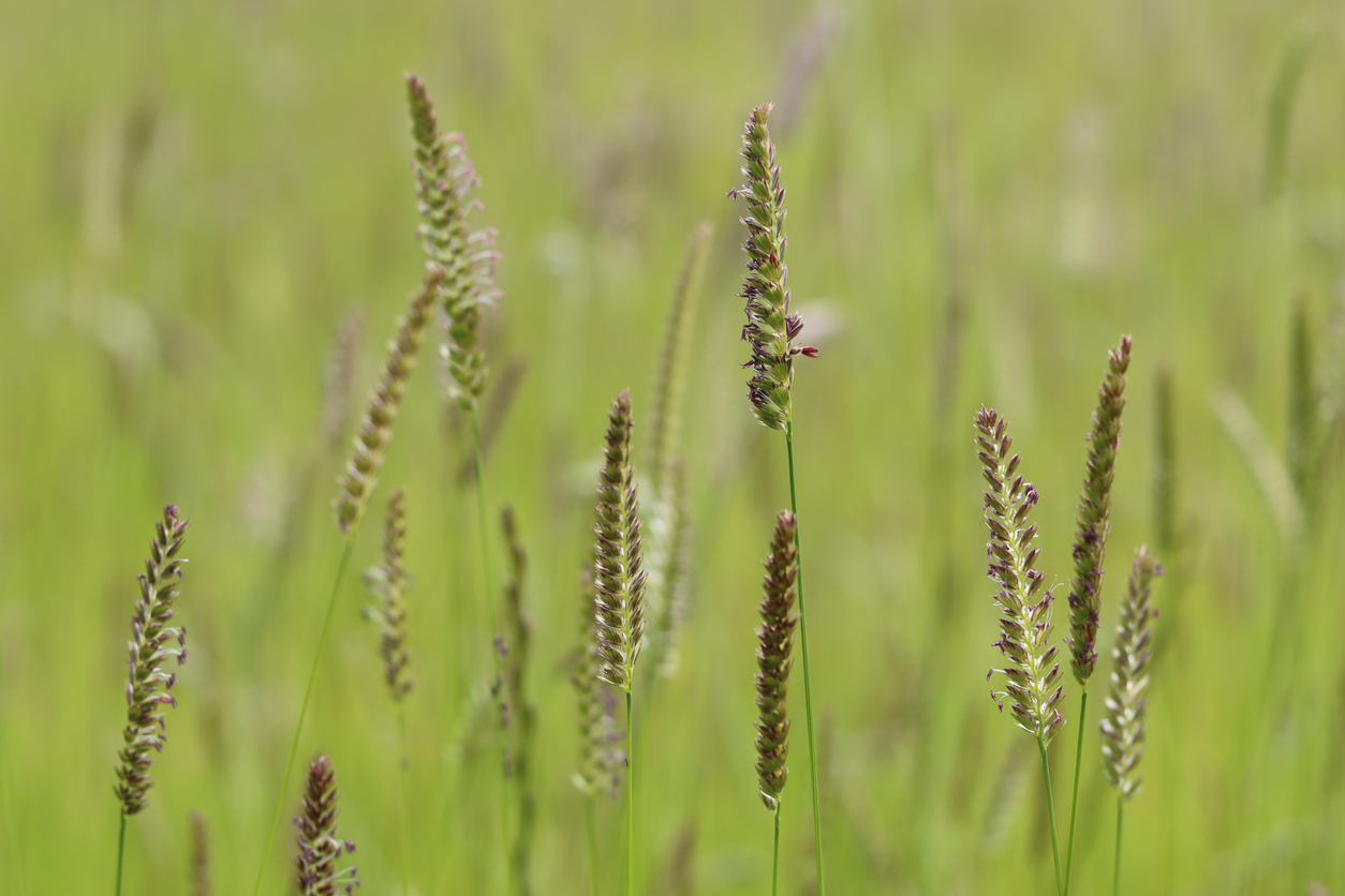 Close up of crested dog's tail grass or Cynosurus cristatus