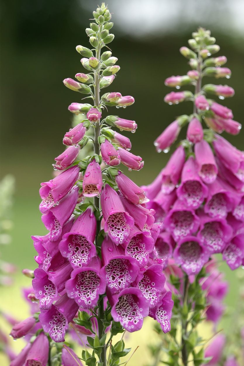 Dripping Digitalis