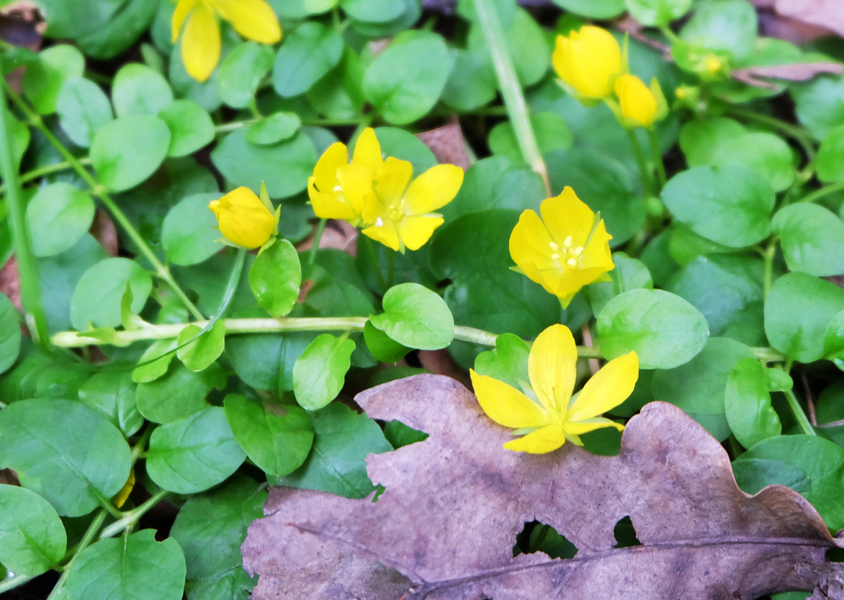 Forest plant moneywort (Lysimachia nummularia)