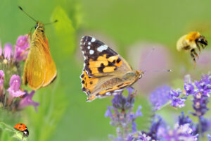 a mix of british insects on flowers showing why biological diversity is important