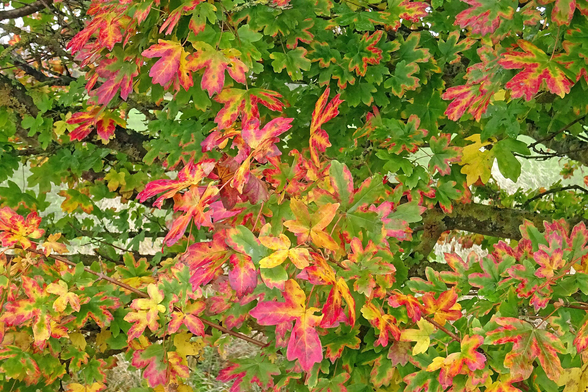 a close up of autumn leaves on a field maple tree