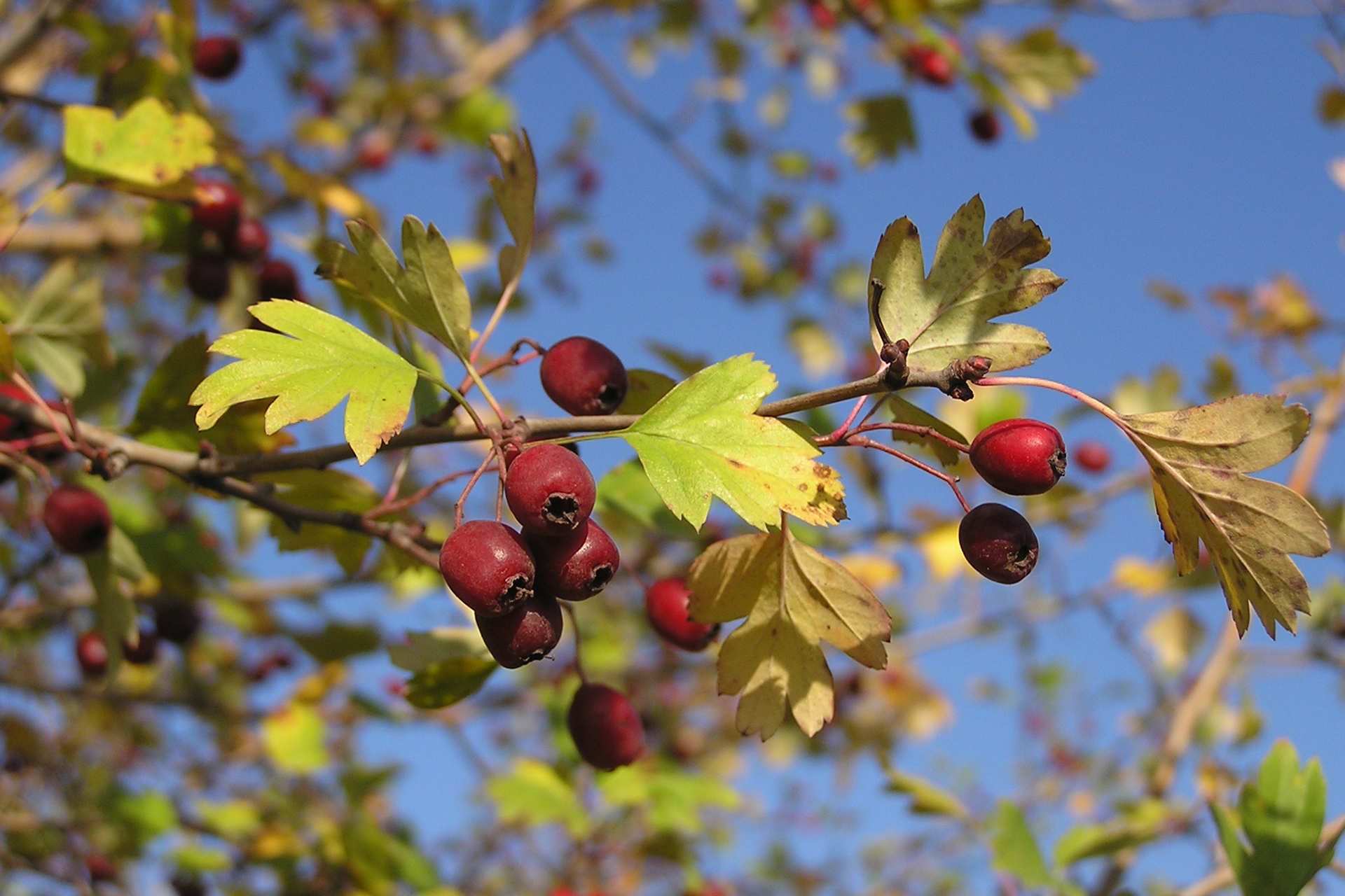 a closeup of a hawthorn bush against a blue sky