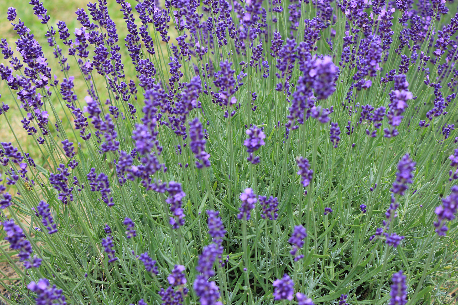 a closeup of english lavendar