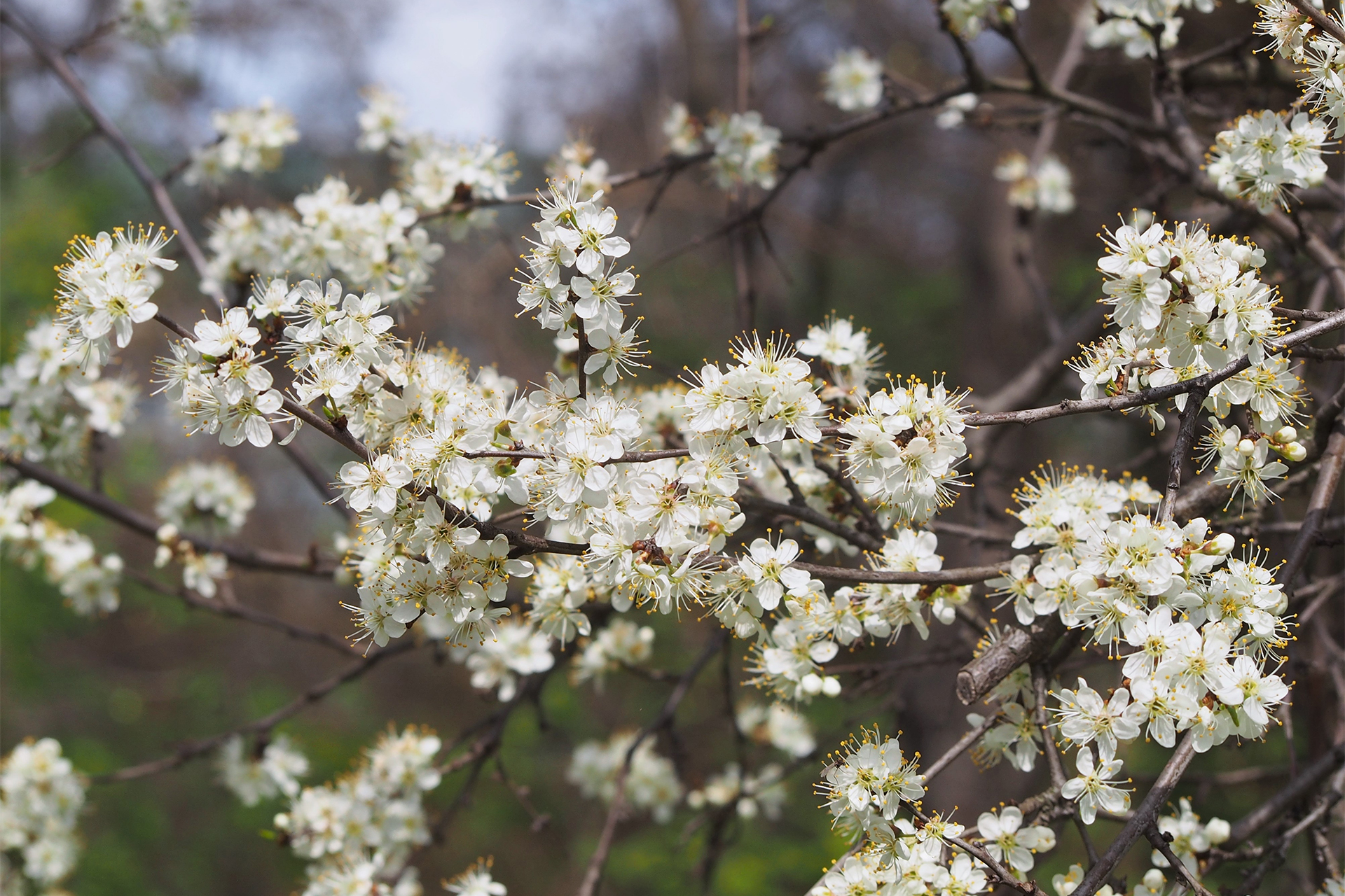a flowering blackthorn plant