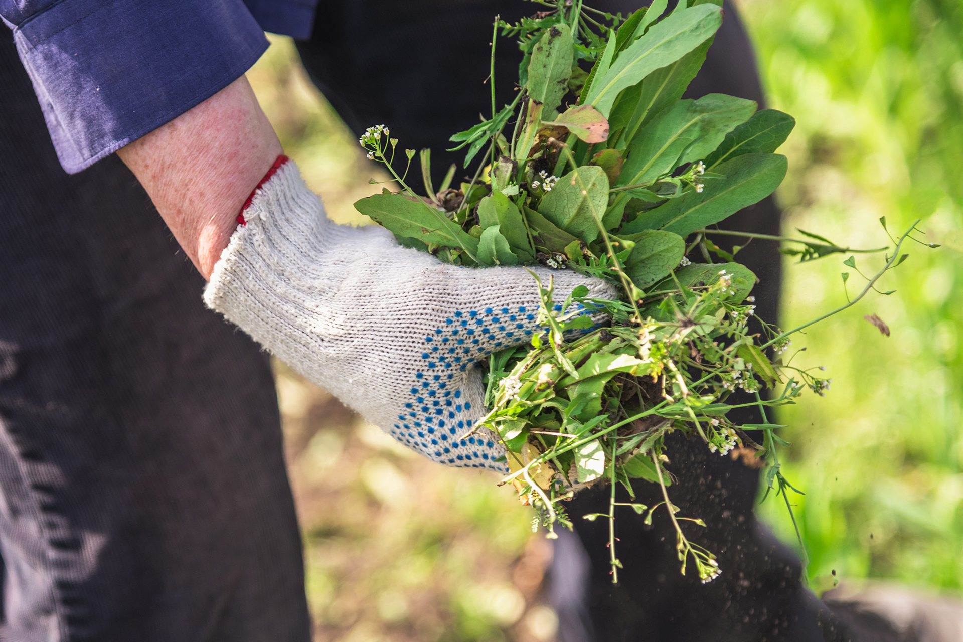 a homeowner doing some weeding