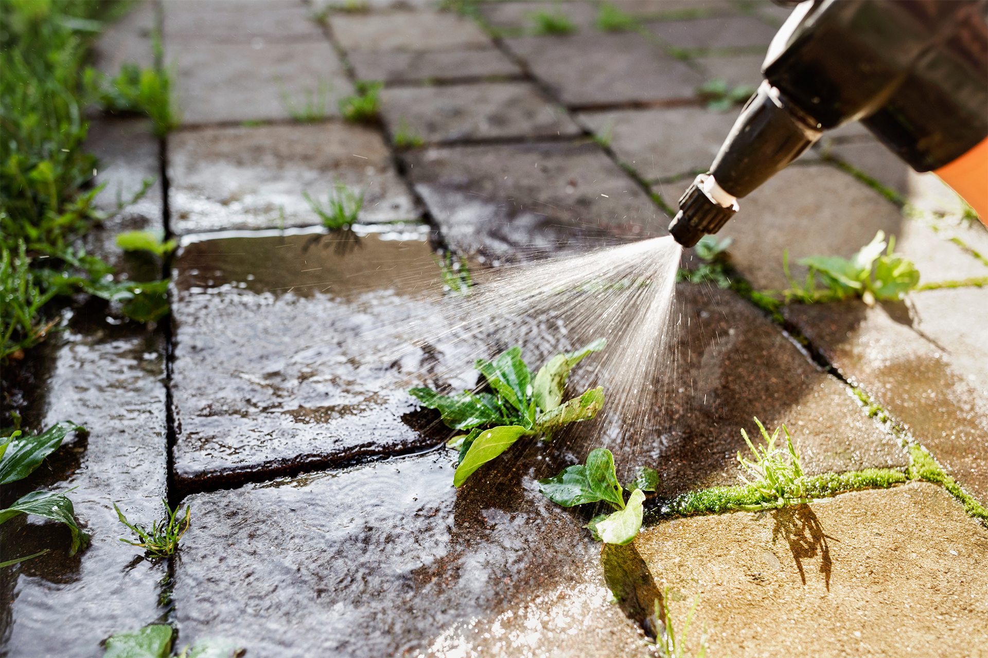 a homeowner spraying natural herbicides onto patio weeds