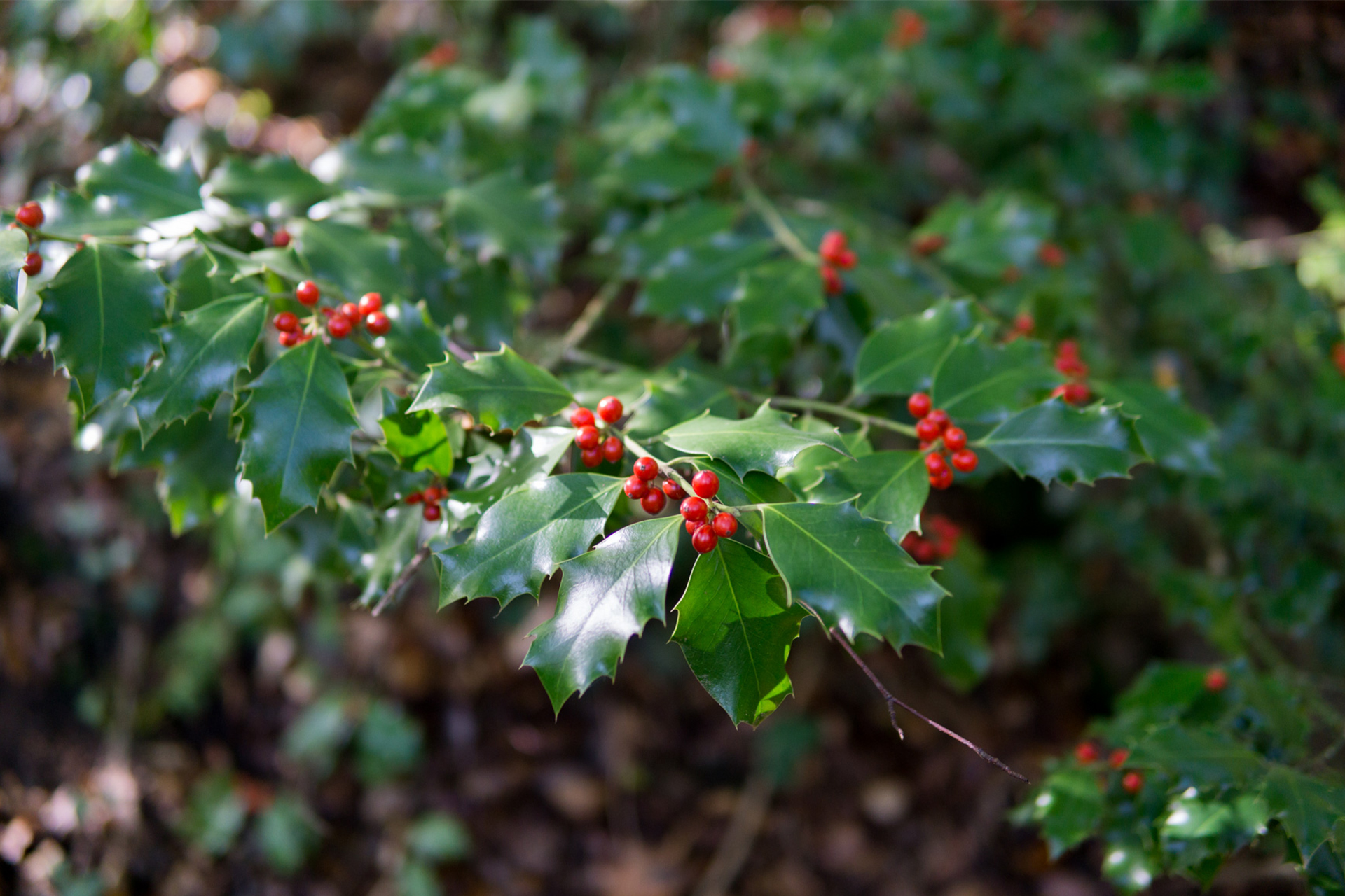 a common holly bush