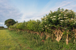 some of the best plants for hedgerows in a rural British hedge