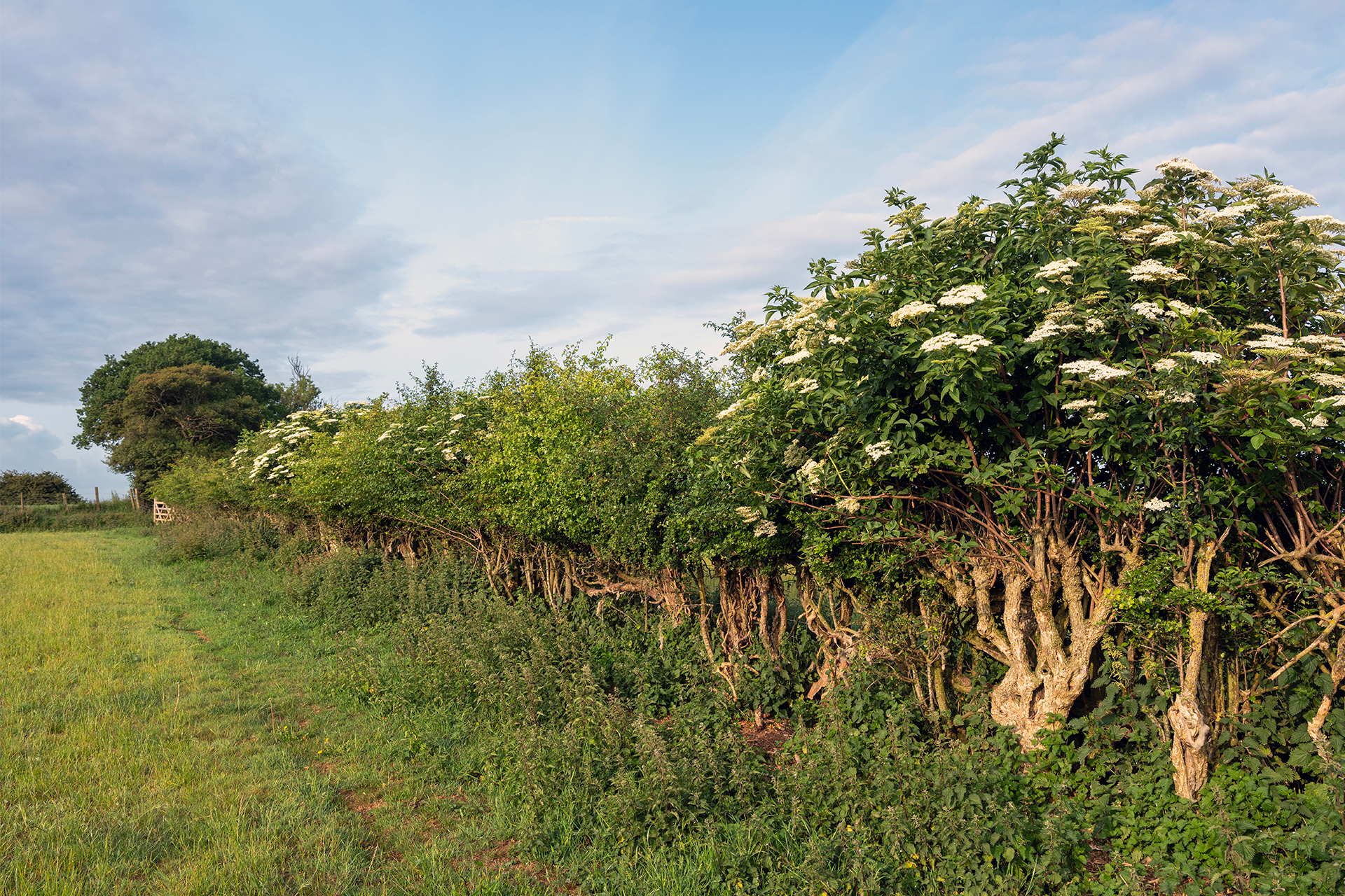some of the best plants for hedgerows in a rural British hedge