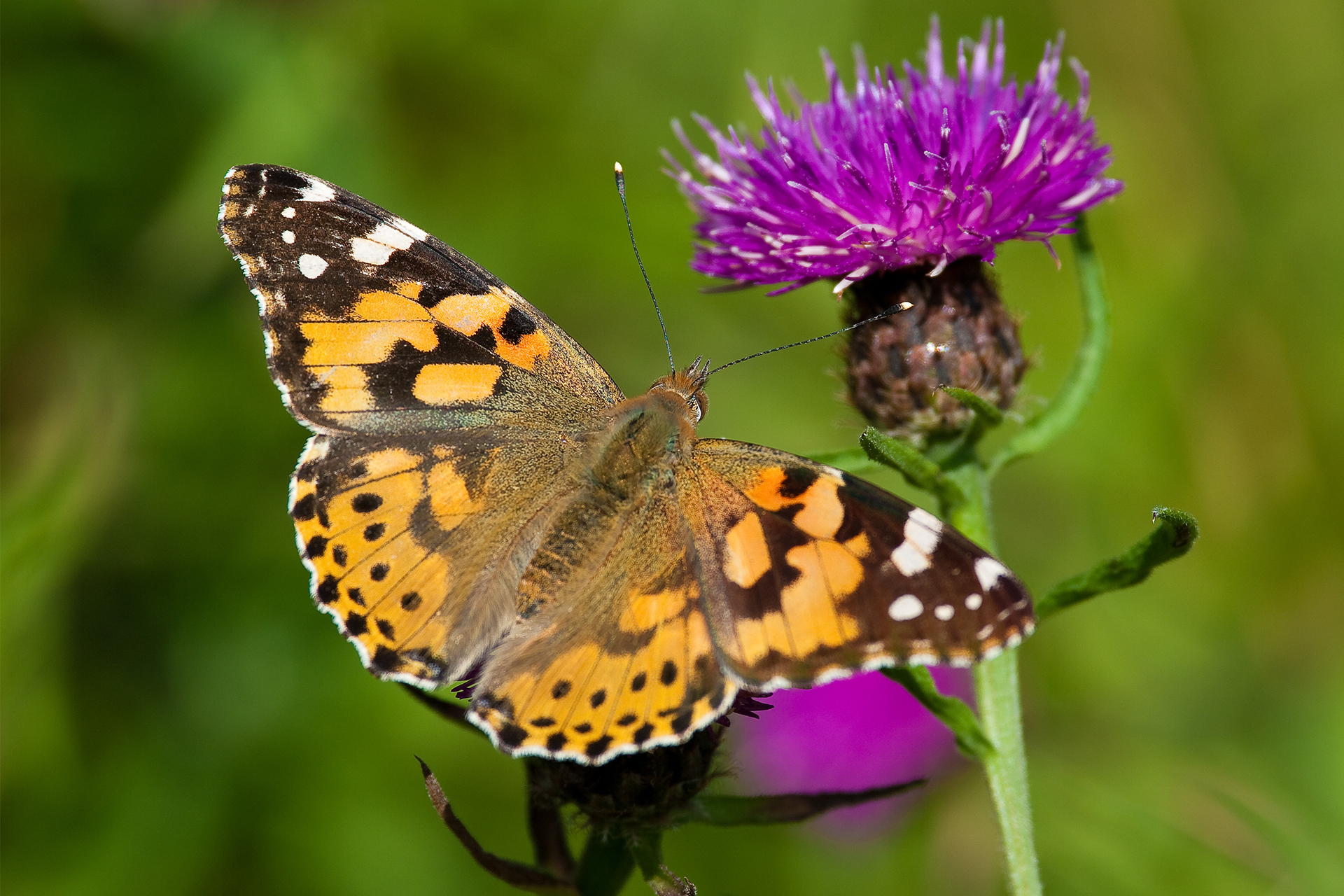 A British tortoiseshell butterfly feeding on a thistle flower