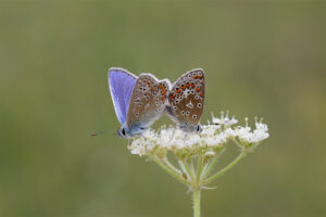 A pair of common blues feeding on British plants for butterflies
