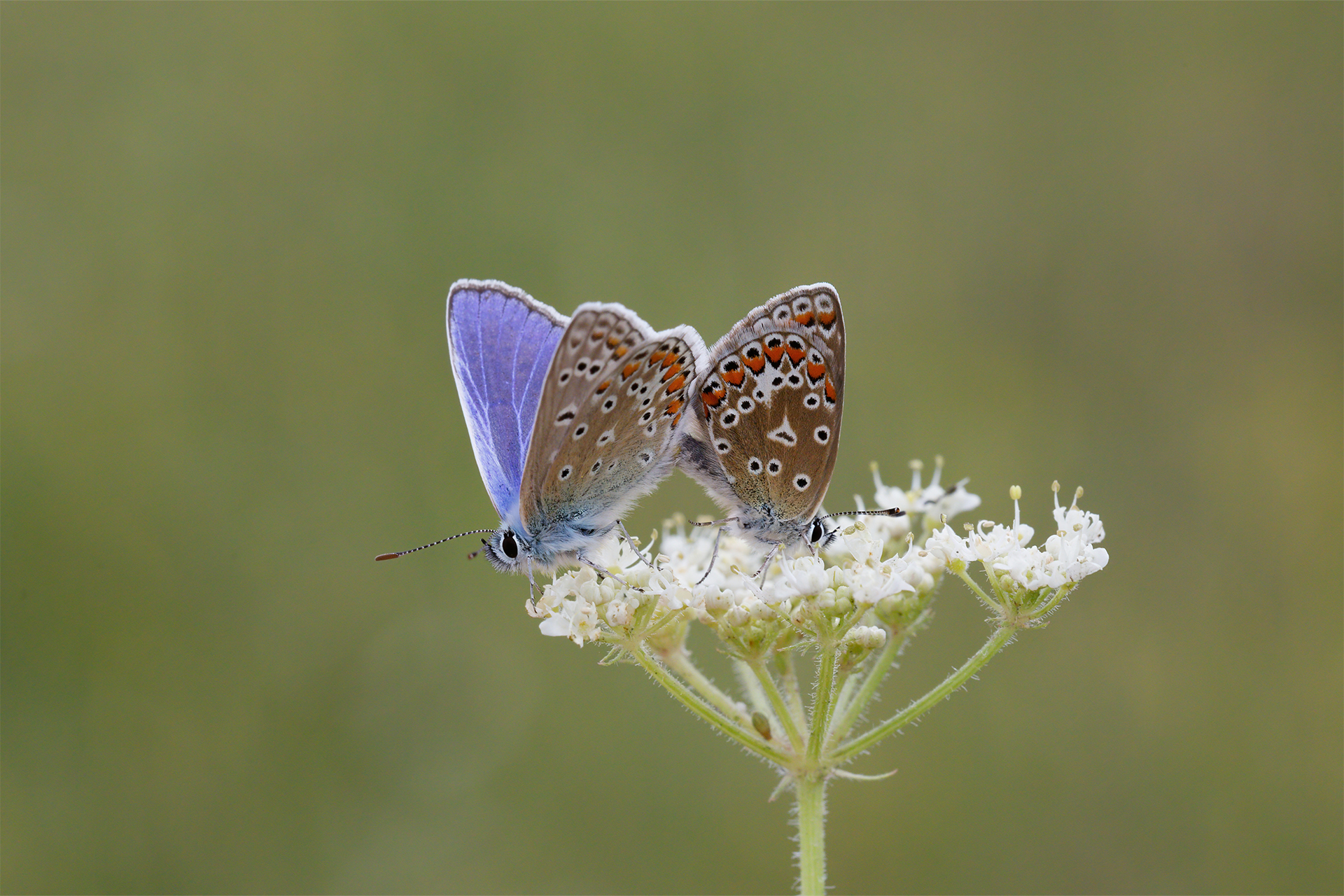 A pair of common blues feeding on British plants for butterflies