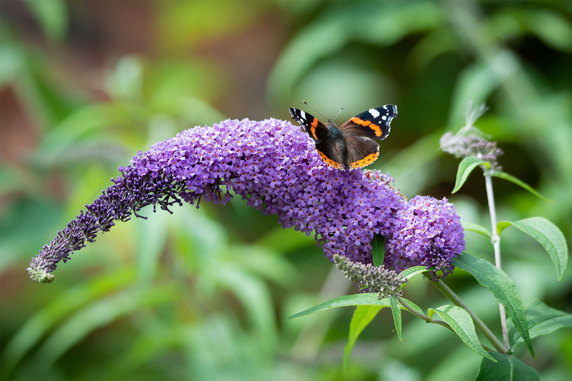 a red admiral butterfly feeding on a buddleia flower, a common plant for butterflies in the UK