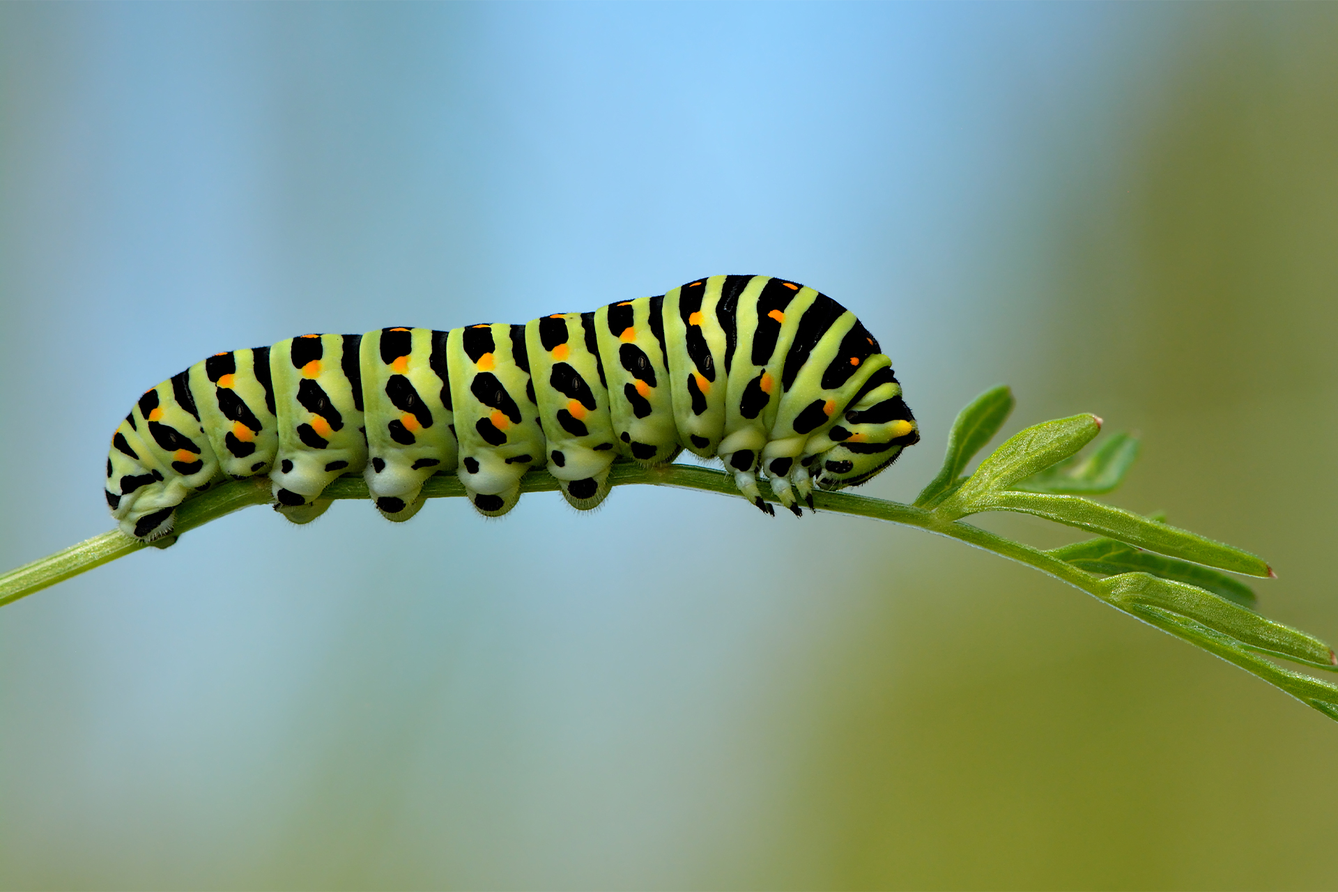 a swallowtail butterfly caterpillar on a wild carrot