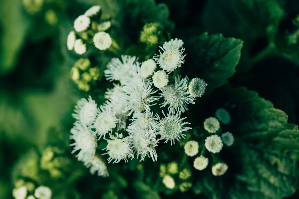 Galium saxatile white inflorescence close-up